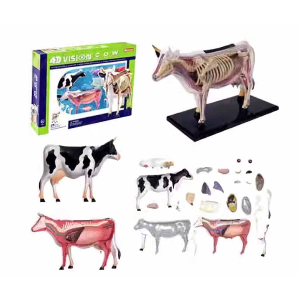 ASSICON Kits de Modelos anatómicos Modelo de anatomía de órganos Animales, 32 Piezas Desmontables para demostración de enseñanza de Animales, formación Veterinaria en clínica de Mascotas
