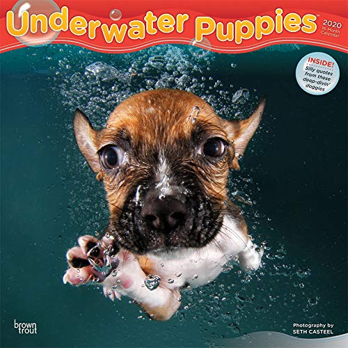 water dogs calendar - Underwater Puppies 2020 12 x 12 Inch Monthly Square Wall Calendar, Pet Humor Puppy (English, French and Spanish Edition)