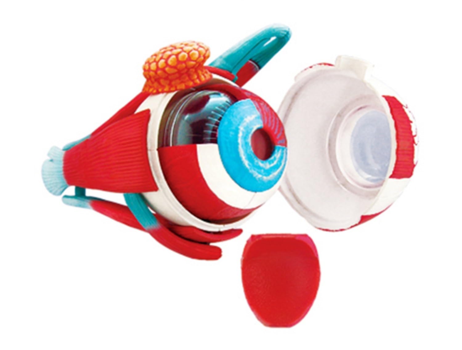 Anatomía De La Educación Modelo Anatómico Médico 4d, De Anatomía del Globo Ocular Humano, 32 Piezas Extraíbles para Aula Ciencias Muñeca de Anatomía