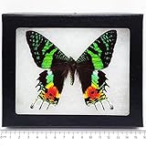 BicBugs Real Framed Butterfly Pink Orange Green Sunset Moth Urania RIPHEUS Recto Madagascar