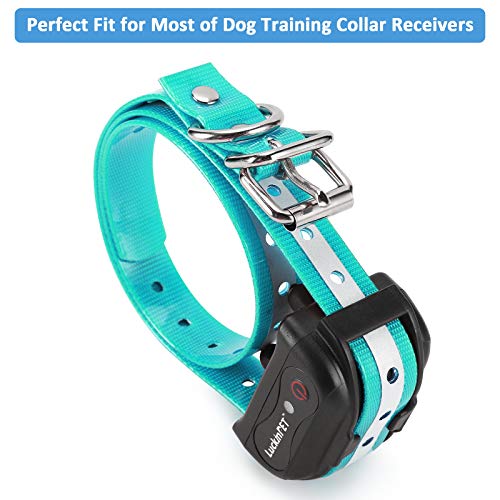 Collier de dressage : sangle de rechange robuste pour chien actif - 4
