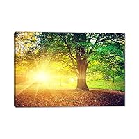 Amazon.co.jp: アートパネル 森林 太陽の光 ポスター 森の風景 絵画