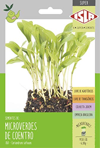 MICROVERDES DE COENTRO MAYA