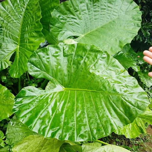 Semillas de alocasia - semillas de resistentes en macetas al aire libre oficina variedades antiguas invernaderos balcón verdes interior purificadoras aire 400pcs