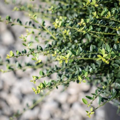 Ilex Helleri Japanese Holly