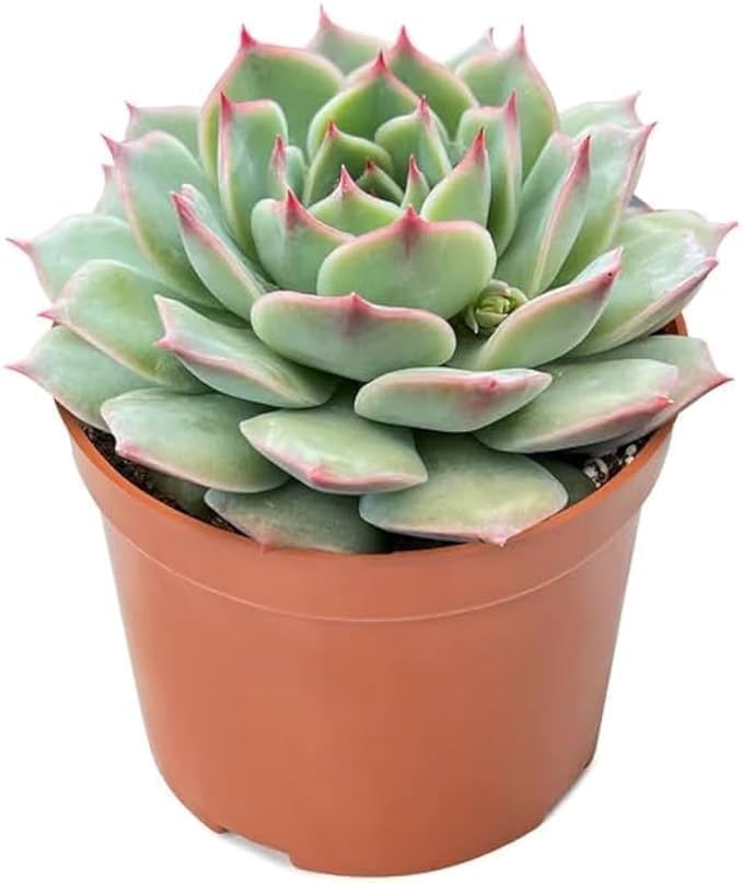 Image of live plants (LAXMIII)