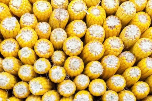 Hancock Reid's Yellow Dent Seed image