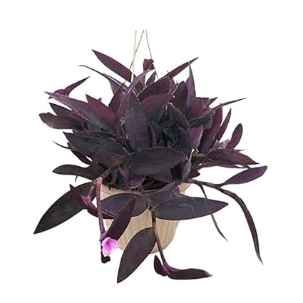 Guruji Plantation Purple Heart Plant Indoor Plant For Home and Garden with Pot (Pack of 1) (Purple)