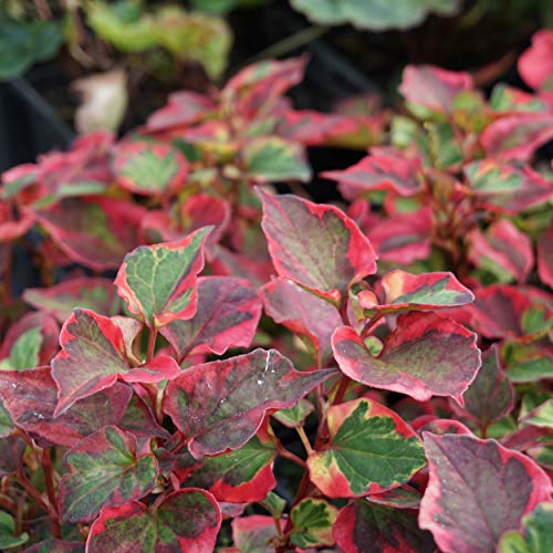 Blumixx Stauden Houttuynia cordata 'Chameleon' - Bunter...