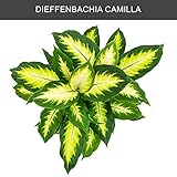 Zoom IMG-1 bonplants dieffenbachia camilla pianta vera Zoom IMG-1 bonplants dieffenbachia camilla pianta vera