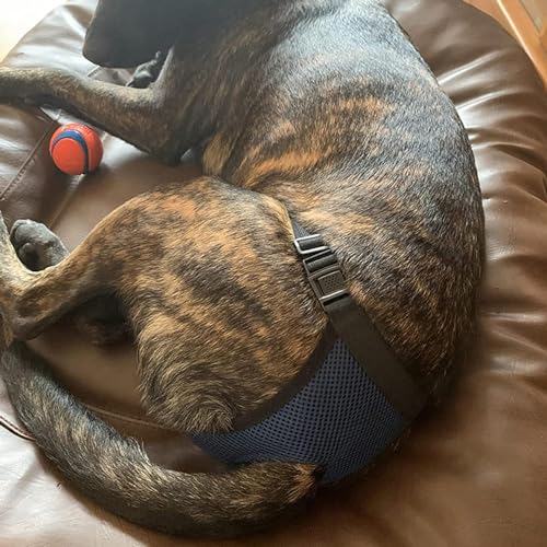 Voarge 2 Pack Unterhosen für Hunde,Wiederverwendbare Hundewindeln mit 6 Hygienepad,Warm, Menstruation, Waschbar, Windel, Schutz für Hunde,Schwarz und Blau (S)
