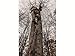 Hawk Hunting Helium 30-Inch Gen 2 Climbing Stick with Lightweight Helium Rope, Silent Stack Nesting System, and Silent Lock Technology (1-Pack)