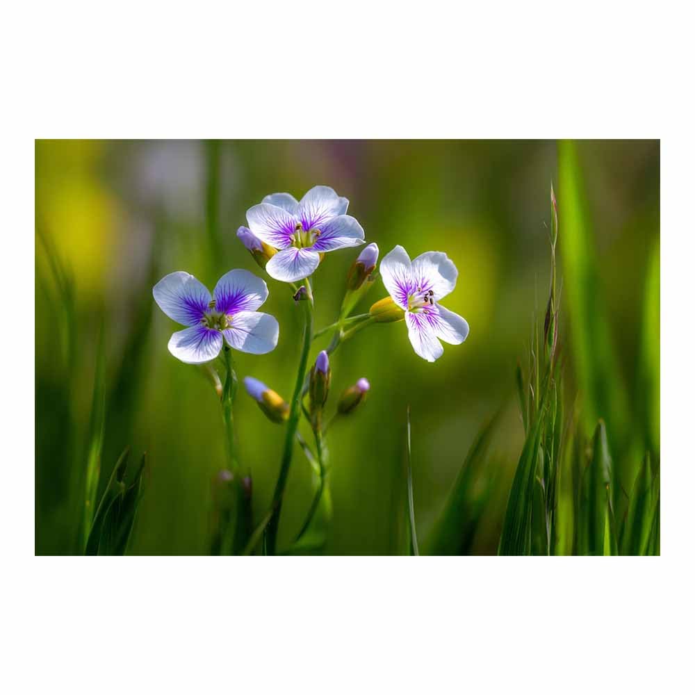 ZAMAEIU Landscape Pictures For Wall Clusters of wildflowers art prints and posters, Suitable for Living Room Bedroom Decor apartment Wall Decoration(white)-80x120cm Unframed