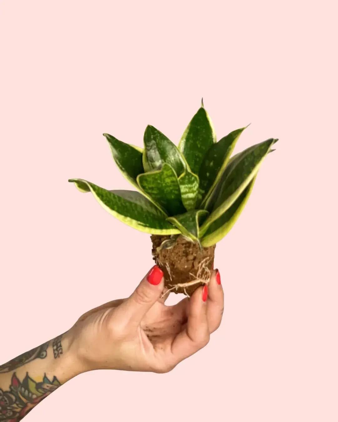 Pack 4x Mini Plantas Poca Luz | Plantas Interior | Pur Plant