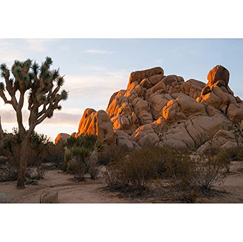 OERJU 8x5ft Sunset Joshua Tree National Park Photography Background Rock