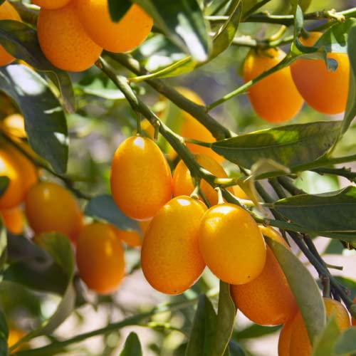 CHUXAY GARDEN Kumquats Seed 5 Seeds Kumquat Fortunella Edible Fruit Grows in Garden and Pots Attract Butterflies and Bees - Thumbnail 4