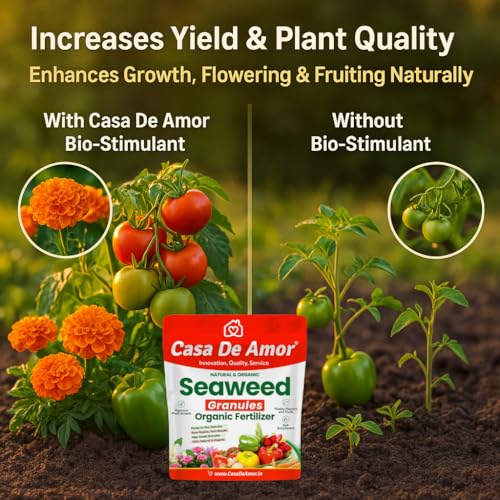 Image of Casa De Amor Seaweed Granules Organic Plant Food, Plant Growth Promoter, Suitable For All Types of Plants (900 gm)