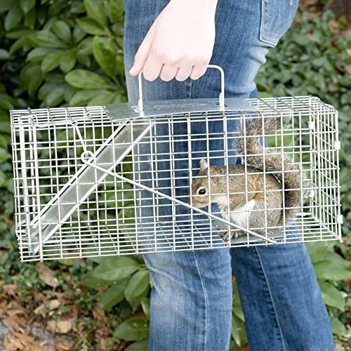 ZanGe Cage à Rats pour Animaux Piège à Animaux Vivants de Capture et de Libération sans cruauté, Piège à Cage à Rats réutilisable pour l'intérieur et l'extérieur, pièges à Souris pour écureuils