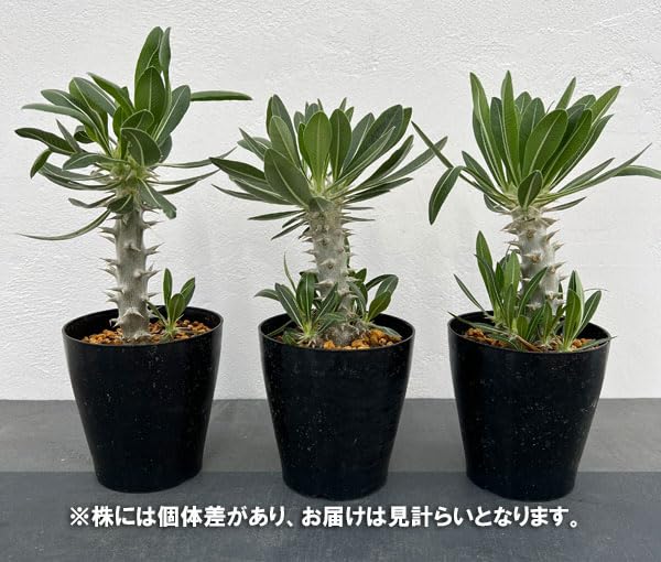 パキポディウム ロスラツム ロスラーツム 象牙宮◆鉢ごと Amazon｜パキポディウム：ロスラーツム （実生株） 4号鉢植え