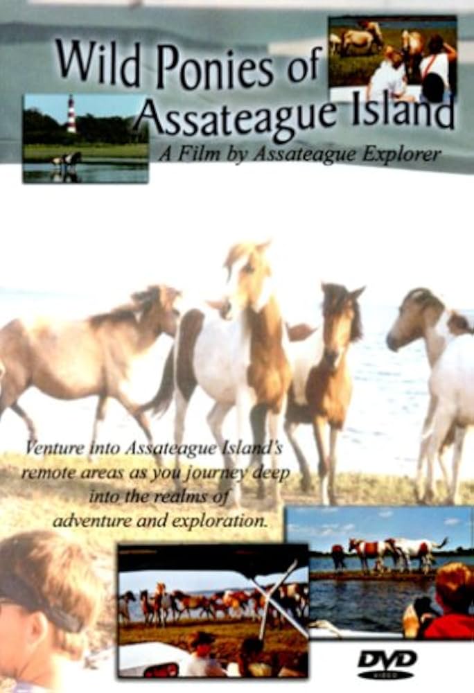 その他 Wild Ponies of Assateague  [DVD] [Import] Wild Ponies of Assateague Island: Amazon.ca: Movies & TV Shows