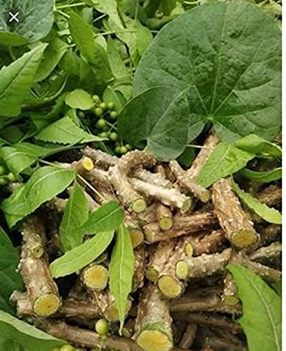 Aggarwals Fresh Neem Giloy Giloye More Than 200 cm long Natural Immunity Booster Neem Giloy Sticks/Giloy Seed Sticks Guruch Fresh Stems |giloye/giloy plant | giloye/giloy for immunity Boost (B0983W126J) Amazon Price History, Amazon Price Tracker