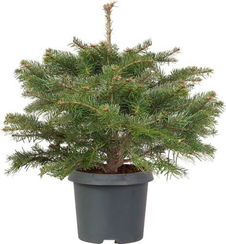Image of Nordmann Fir Tabletop Pot Grown Christmas Tree Real Live Fresh Living Potted Plant (40-50cm)