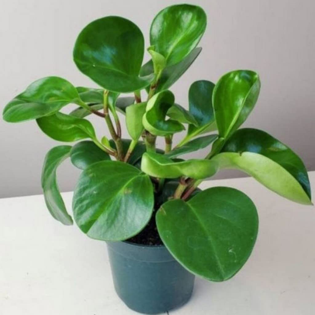 Creative Farmer Peperomia Green | Natural Live Plant Plastic Pot Air Purifying Good Fortune Small Plants Bathroom Oxygen Plants|Living Room|Living Room|Table|Live Plant|Home Décor (Healthy Plant) (B09QSDNYV7) Amazon Price History, Amazon Price Tracker