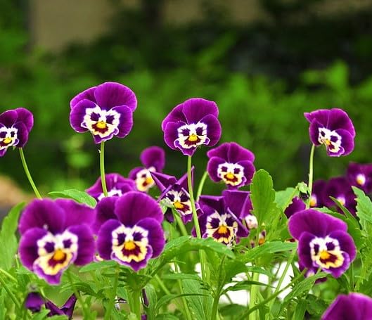 100 Stück lila Affengesicht-Orchideen-Blumensamen