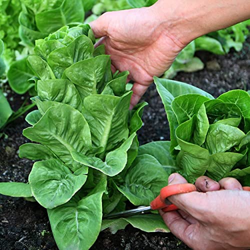 The Old Farmer's Almanac Heirloom Romaine Lettuce Seeds (Parris Island Cos) - Approx 1800 Seeds - Non-Gmo, Open Pollinated, Usa Origin #TOP4
