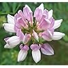 Amazon.com : 500 Crown Vetch Seeds for Planting - Coronilla Varia ...