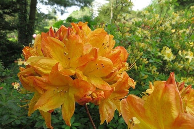 BeGrin Yellow Azalea Double Petal Flower Live plant Rhododendron luteum Flower Live Plant For Home Garden Roof Top 1.5 ft Pack of 1 Without Pot (B0D1CK8XYY) Amazon Price History, Amazon Price Tracker