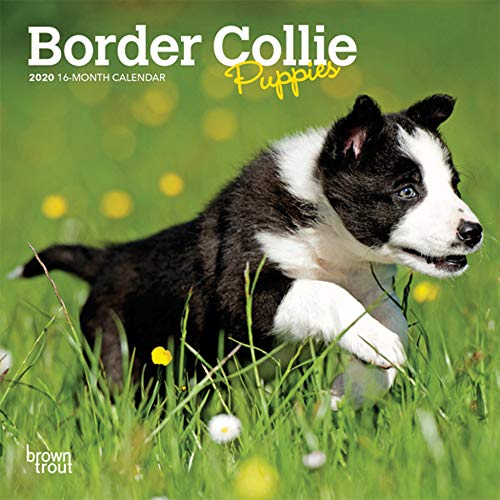 Télécharger Border Collie Puppies 2020 Calendar PDF