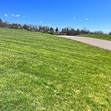 rasensamen schattenrasen - grassamen - bodendecker winterhart mehrjährig rasensaat für sonnige...