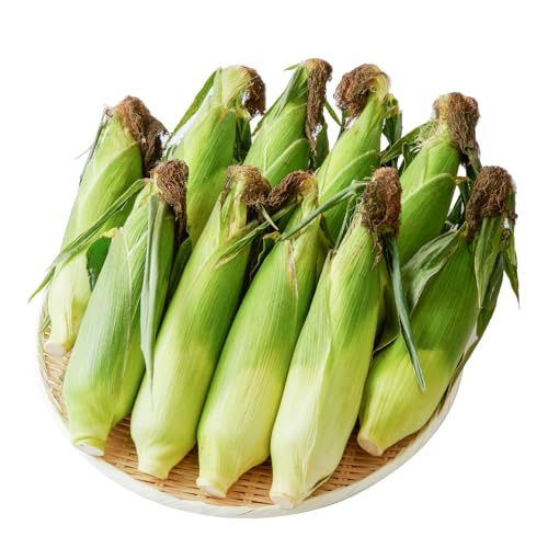 酒見農産 SDGs 米糠堆肥で作った とうもろこし 博多あまっコーン 10本〜15本 (ふくおかエコ農産物認証)