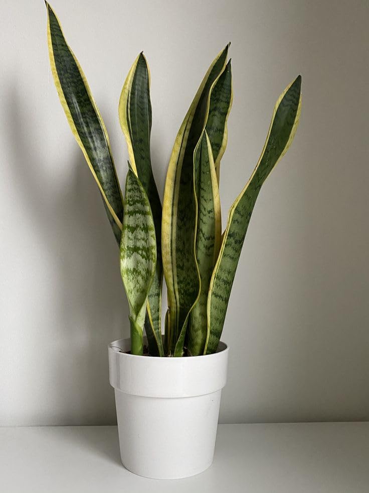 SARKAR PLANT HOUSE, most popular SNAKE live plant (Sansevieria)| Indoor-Outdoor Air Purifying Houseplant WITH POT| Low Maintenance Natural plant| pack of 1-picture-10