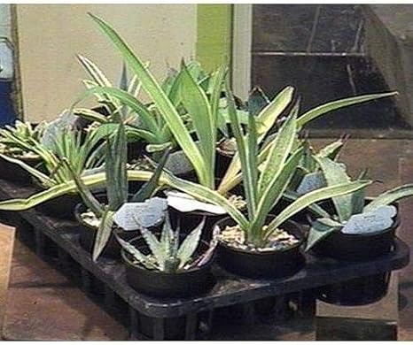 Amazon プランツネット Plants Net 観葉植物 アガベセット 3 5号 K 12入 プール ホットタブ 屋外サウナ Amazon プランツネット Plants Net 観葉植物 アガベセット 3 5号 K 12入 プール ホットタブ 屋外サウナ