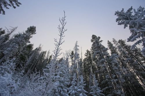 【カナダの風景ポストカード】霧氷の樹々 ― 静寂に包まれた冬の森8 はがき photo by MIRO