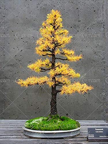 Shopmeeko seeds: 30 PC/bag Pencil Point Juniper Bonsai Rare Tree Plants  Endurance Plant Italian Cypress (Cupressus sempervirens Stricta): 1 :  Amazon.de: Garden