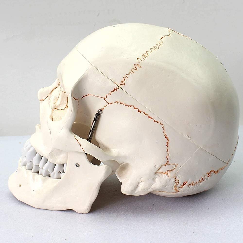 Model nauczania, naukowy zestaw modeli anatomii człowieka Logo czaszki czaszki Cyfrowy standardowy model medyczny model szkieletu ludzkiej czaszki Anatomia biologii
