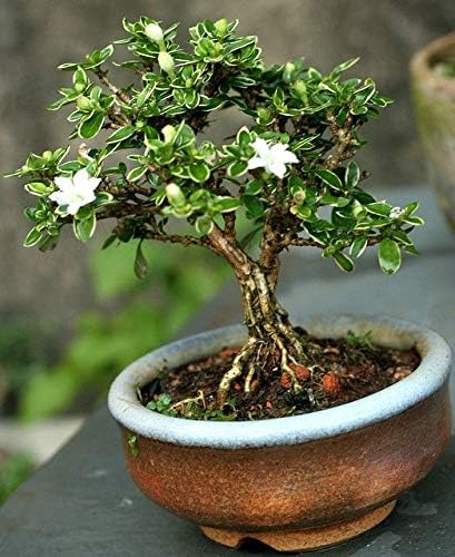 BONOBITHI Premna Bonsai Plants For Home Indoor Live | Indoor Real Bonsai  Live Plants | Flowering Carmona Bonsai Plants : Amazon.in: Garden & Outdoors