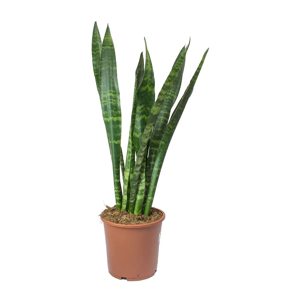 Garden Art Sansevieria trifasciata Black Coral - Snake Plant Housing Plant Air Purifier Plant(pack of 1 healthy plant) (B09YHN3SQF) Amazon Price History, Amazon Price Tracker