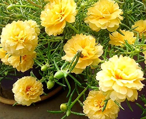 WoFLoo Portulaca Grandiflora/Purslane Live Plant (4 Colours) with Black Pot (B0BQWKHKB9) Amazon Price History, Amazon Price Tracker