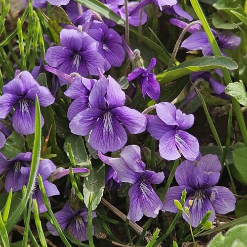 320+ Viola Seeds for Planting Perennial Sweet Violet Flower Seeds Non-GMO Heirloom Flower Attract Butterflies & Open Pollinated