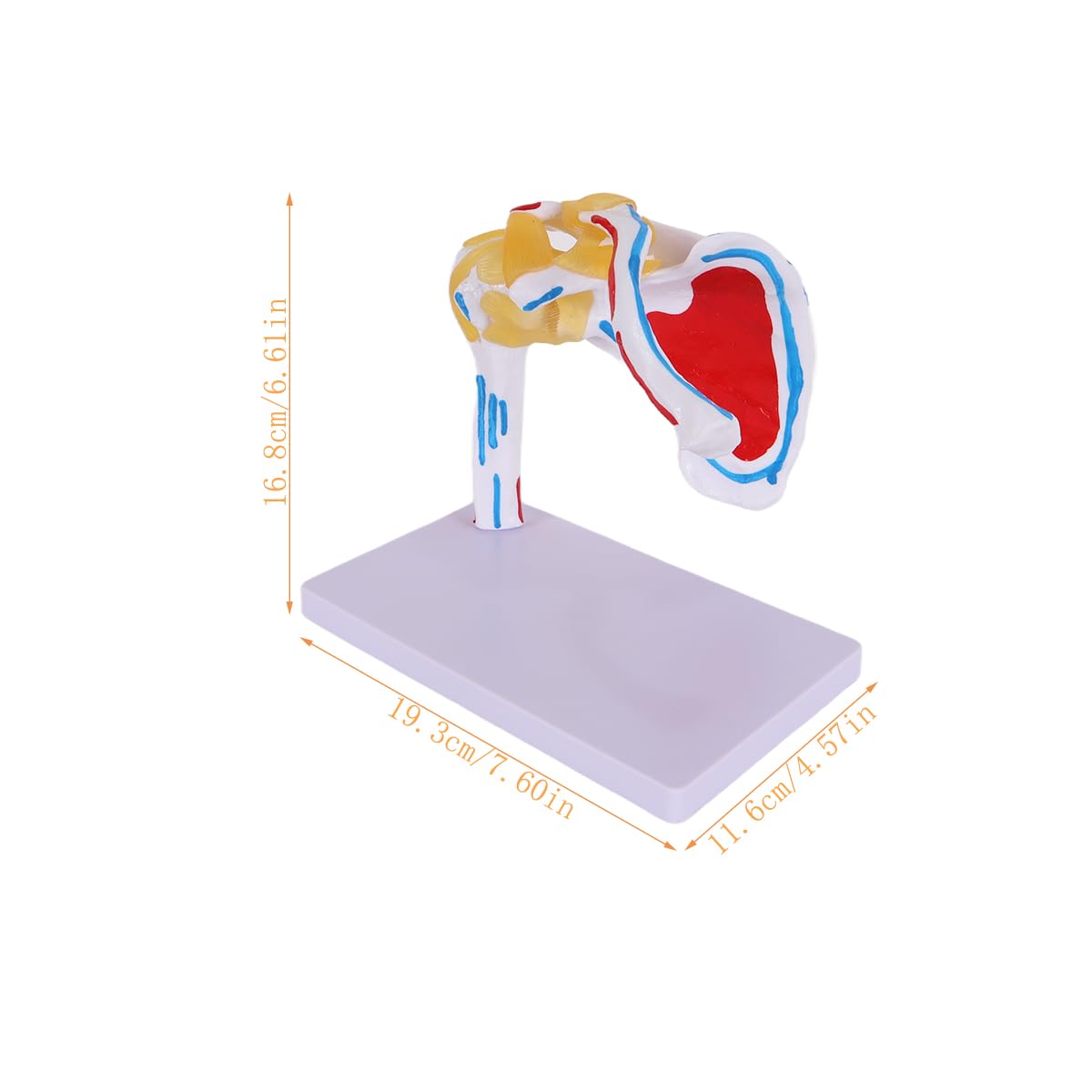 Alide Modello di articolazione della spalla umana, modello di articolazione della spalla con omero mobile, per studi medici, supporto didattico per l'insegnamento