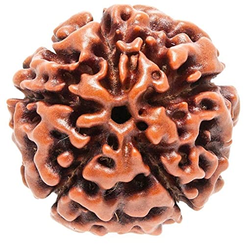 Image of Vado Certified 5 Mukhi Nepali Rudraksha with Authentic Lab Certificate Natural Panchmukhi Beads (5 Mukhi)