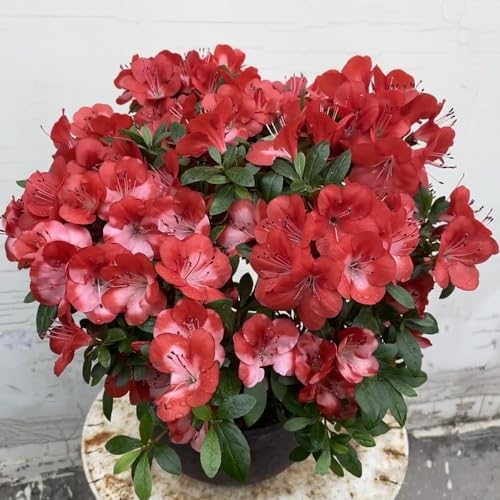 semillas resistentes de azalea - balcón jardín 100pcs