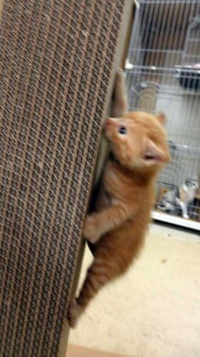 特殊段ボール・ねこちゃん爪とぎ「ネイルパッド縦型」