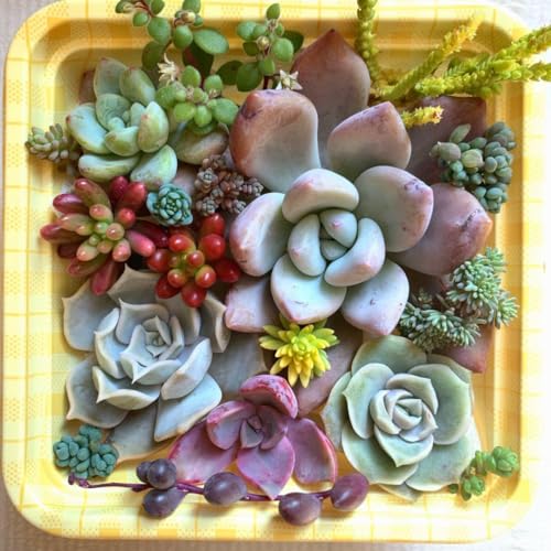 多肉植物 寄せ植え セット」の人気商品一覧 | 安い商品を通販サイト 多肉植物 寄せ植え セット」の人気商品一覧 | 安い商品を通販サイト