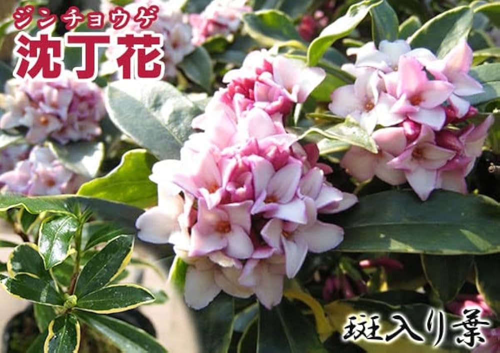 沈丁花ページ② 楽天市場】ジンチョウゲ（沈丁花）1鉢 3.5号 ポット苗 1鉢
