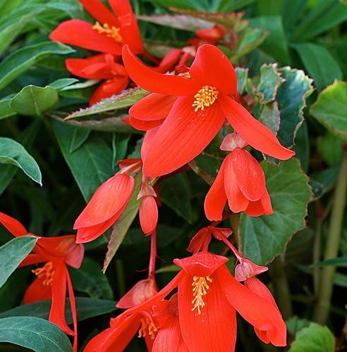 100Pcs red Begonia Boliviensis Flower Seeds